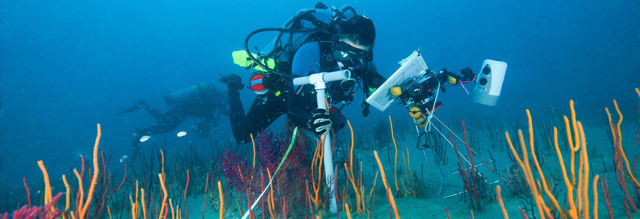 Scuba diver measuring and surveying the ocean floor